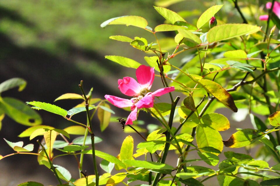 Flower garden plant