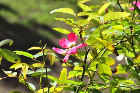 Flower garden plant