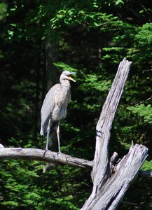 Wetland ardea herodias photo