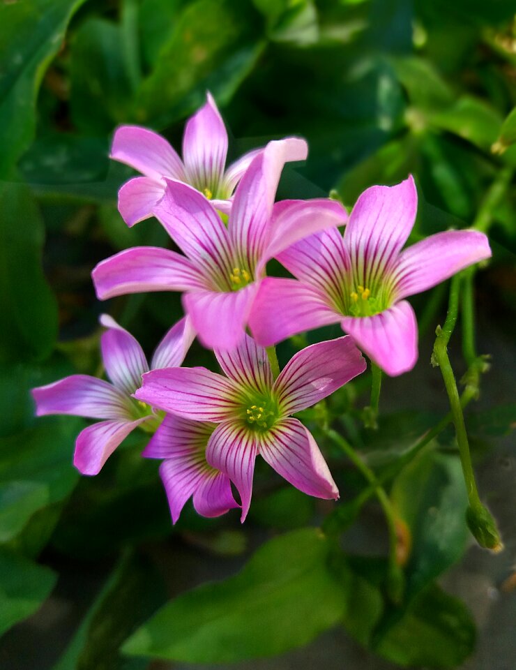 Brazil nature botany
