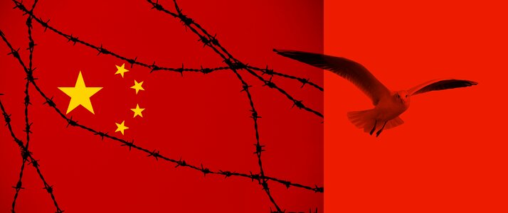 Freedom seagull human rights