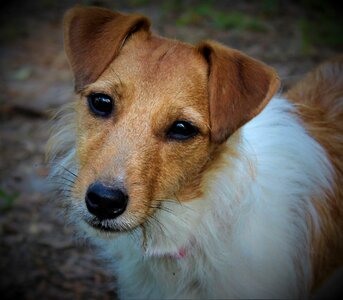 Jack russell animal cute