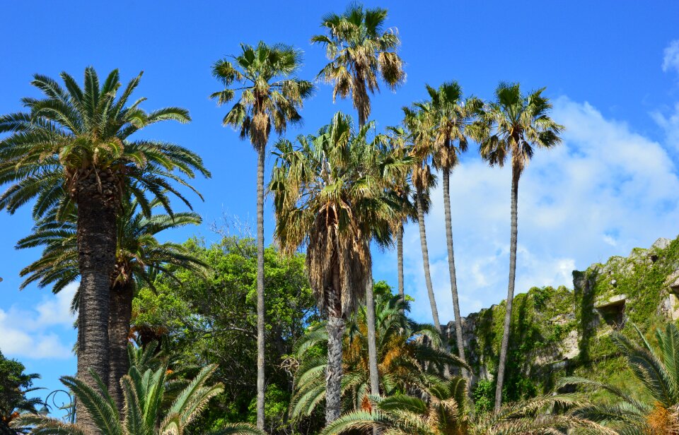 Travel palm trees summer