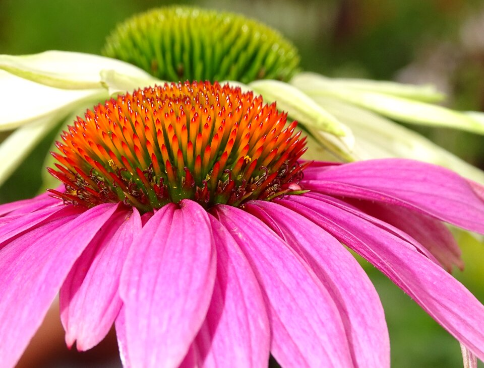 Perrennial flower