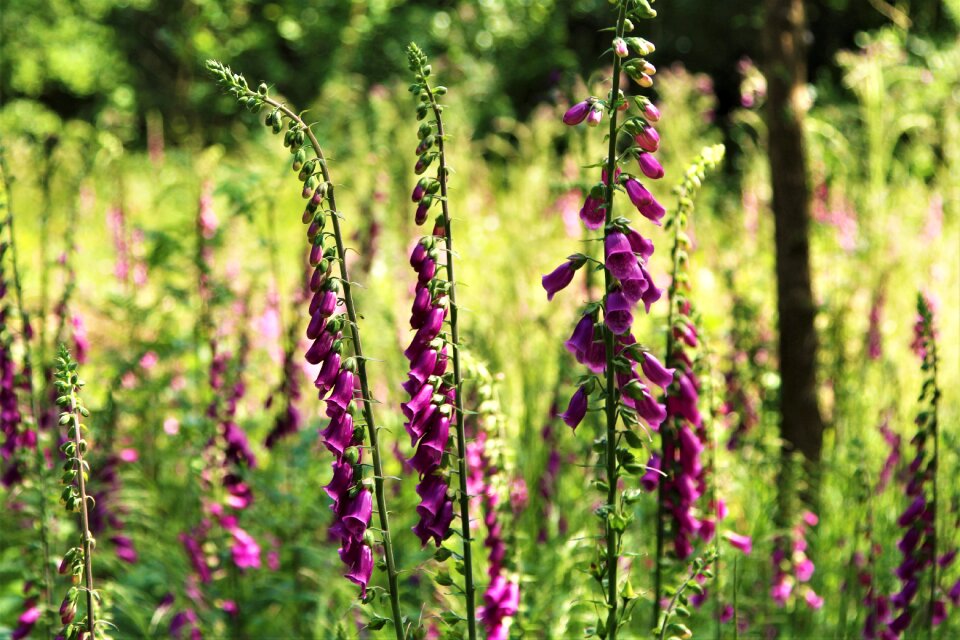 Nature sunshine foxgloves