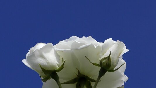 White wedding white roses photo