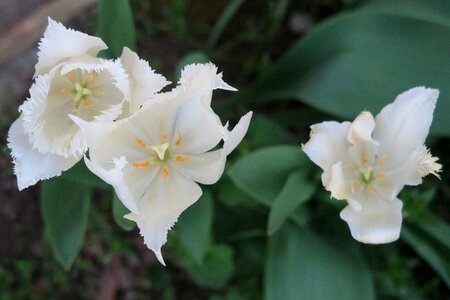 Flowers tulip white flowers