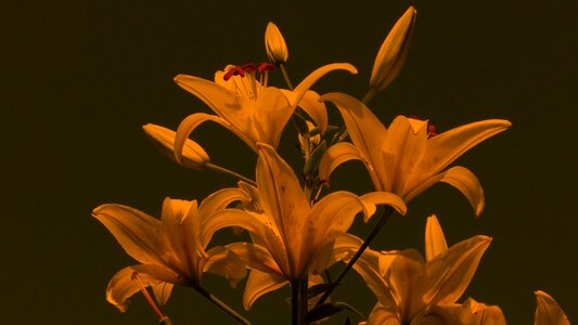 Bloom plant garden