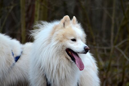 White doggy style race photo