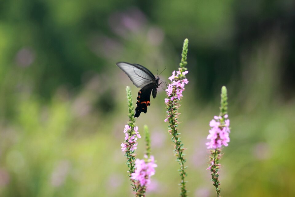 Butterfly swallowtail insects