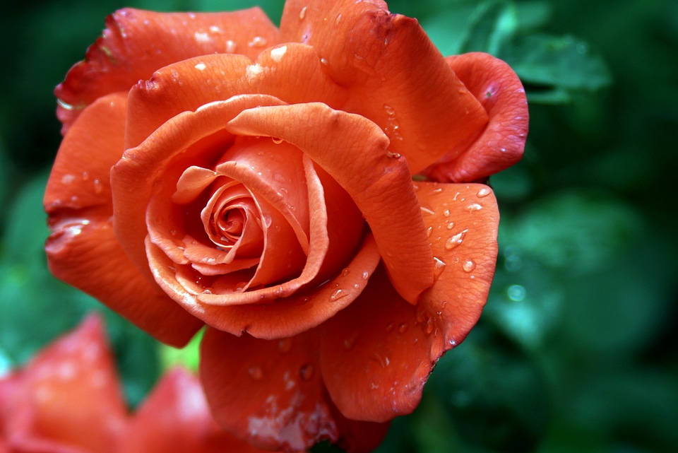 Bloom roses romantic