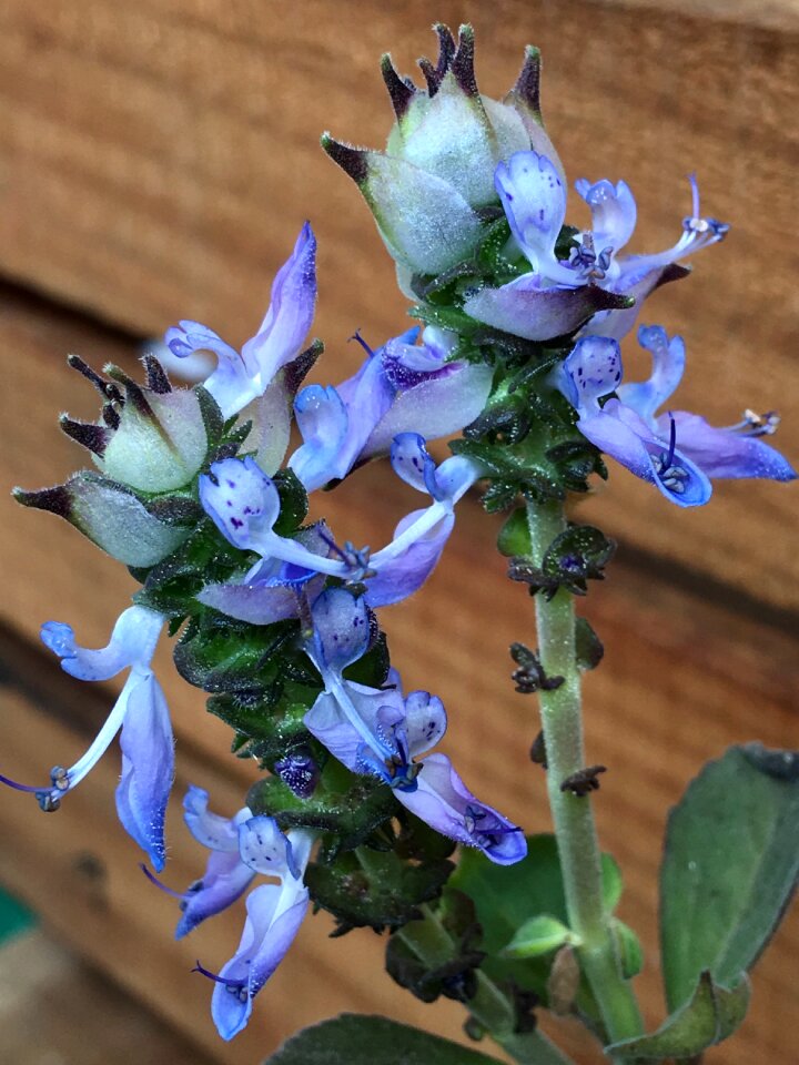 Small wild garden