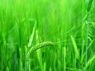 Harvest agriculture wheat
