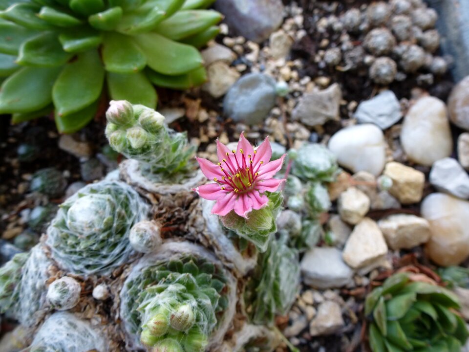 Close up blossom bloom