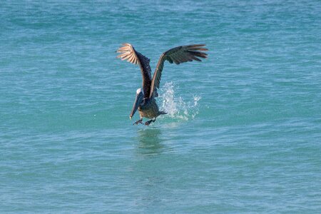 Birds pelikan the tedious start