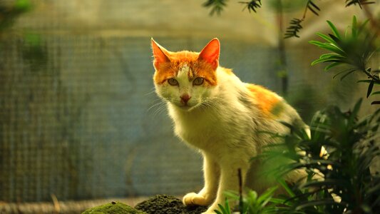 Animal wild lynx photo