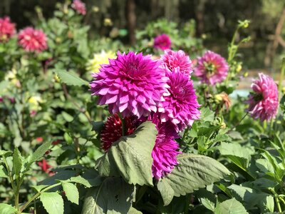 Delhi park lodhi garden