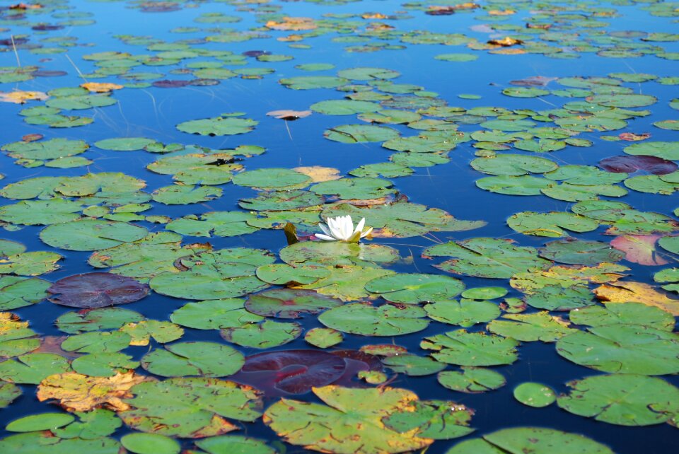 Leaves flower surrounded