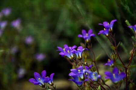 Nature flora purple flowers