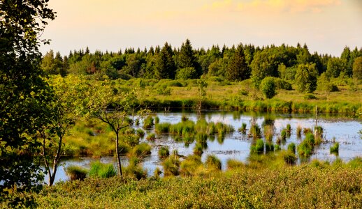 Landscape moor nature reserve photo