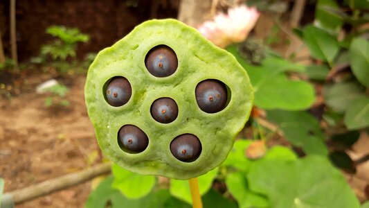 Focus india lotus