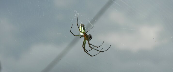 Weaver spider hunter colombia