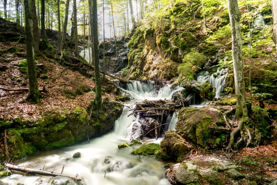 Wet forest scenic photo