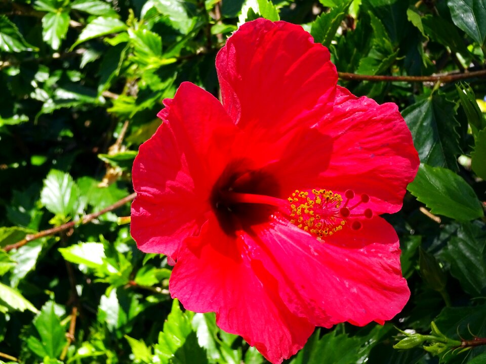Pistil stamens petals