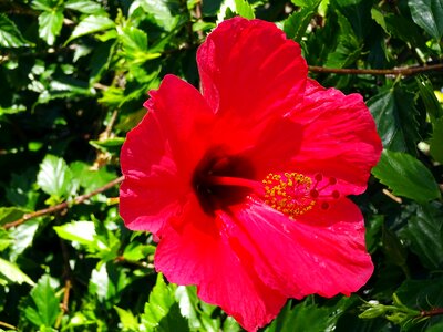 Pistil stamens petals photo