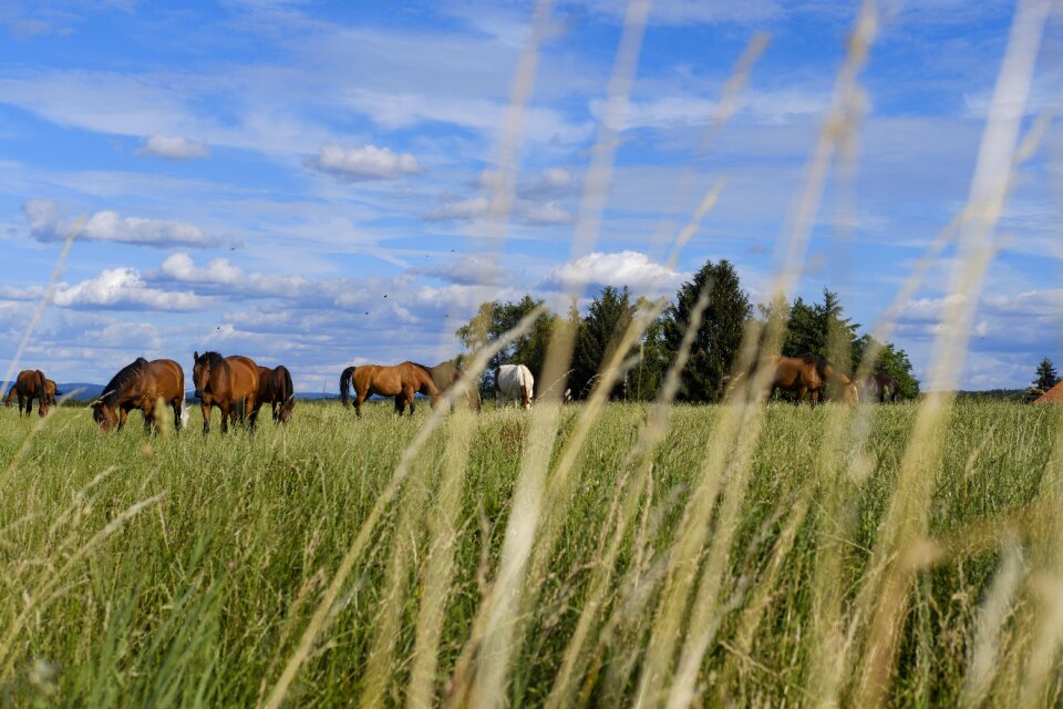 Coupling animal livestock