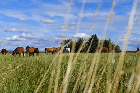 Coupling animal livestock
