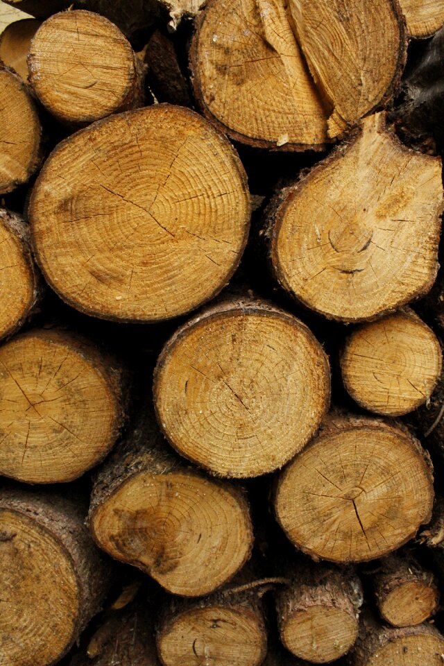 Forest log pattern
