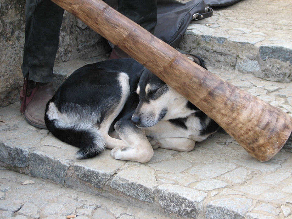 Dog didgeridoo chill out