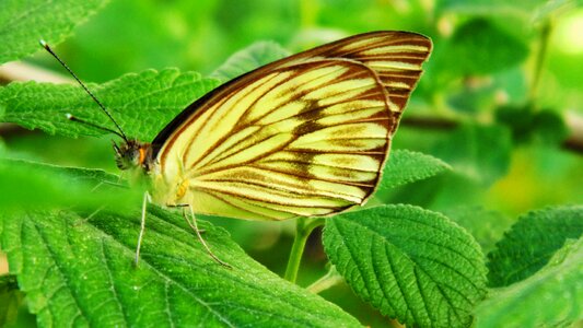 Animal flower fauna