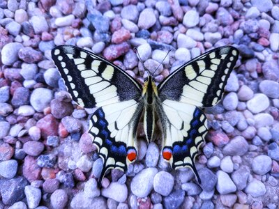 Beauty insect blue butterfly photo