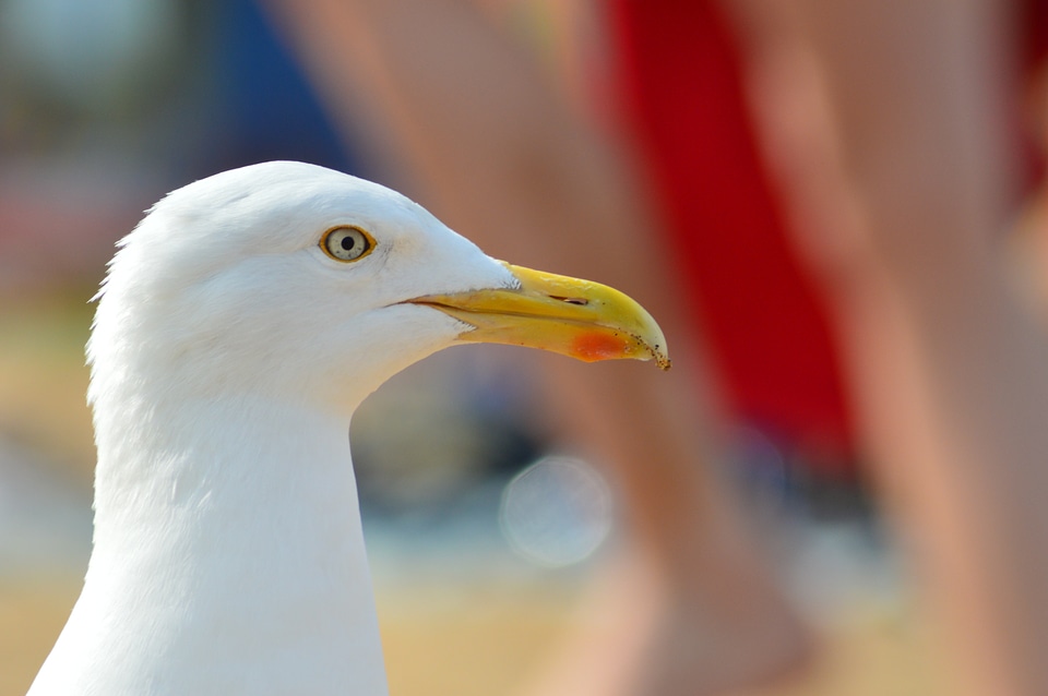 Seagull birds beach