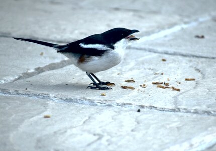 Fiscal shrike feeding