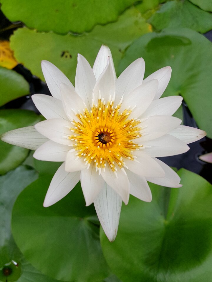 Lotus lily flower