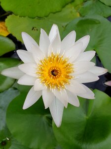 Lotus lily flower