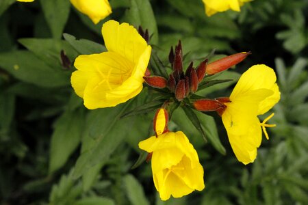 Yellow plant herb