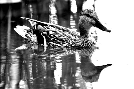 Waterfront animal mirror image photo