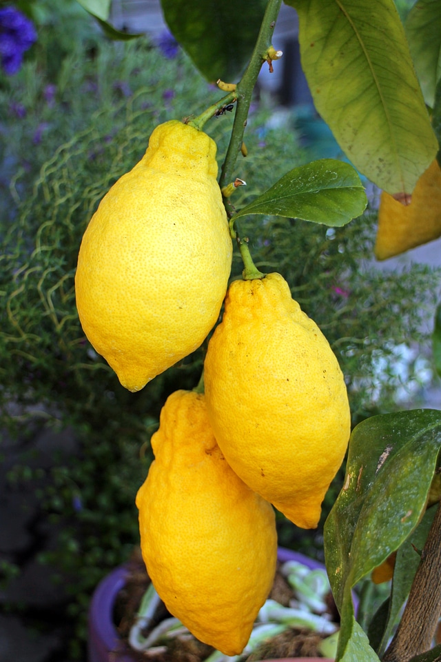 Yellow sour fruity