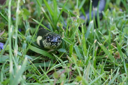 Banded grass serpent