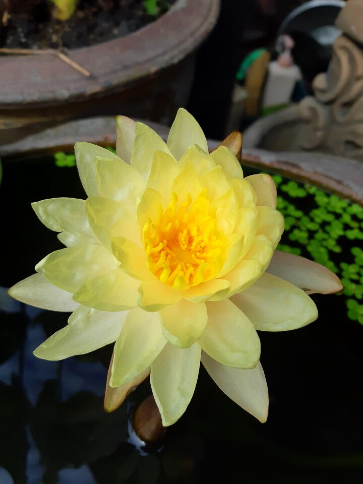 Water plants flower lotus basin