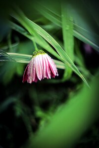 Bloom garden pink