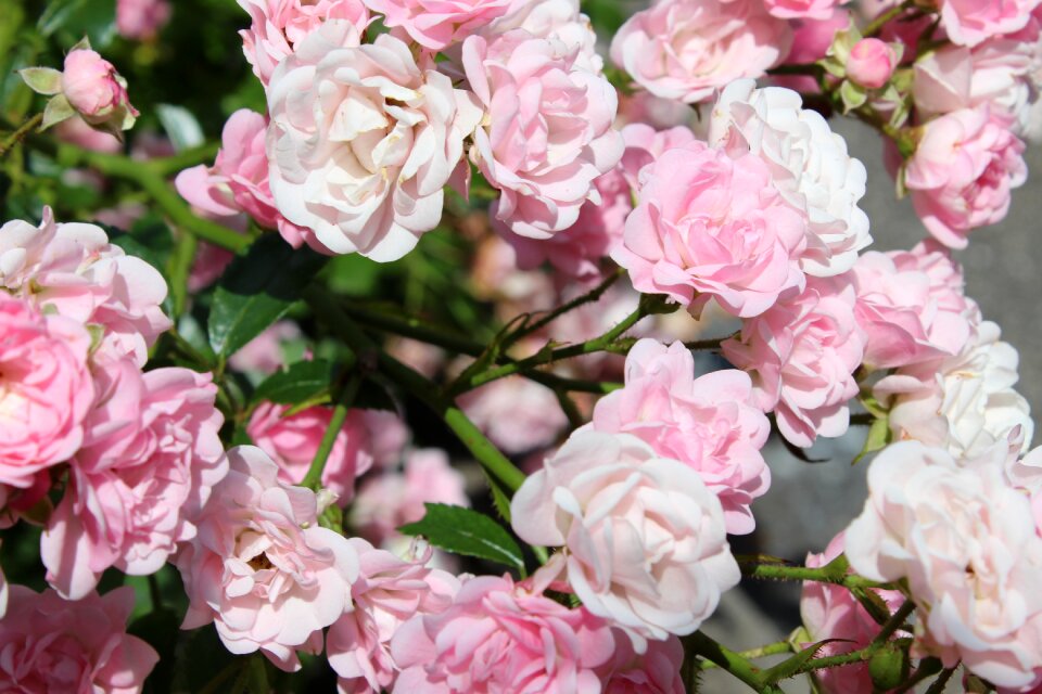 Love flower romantic