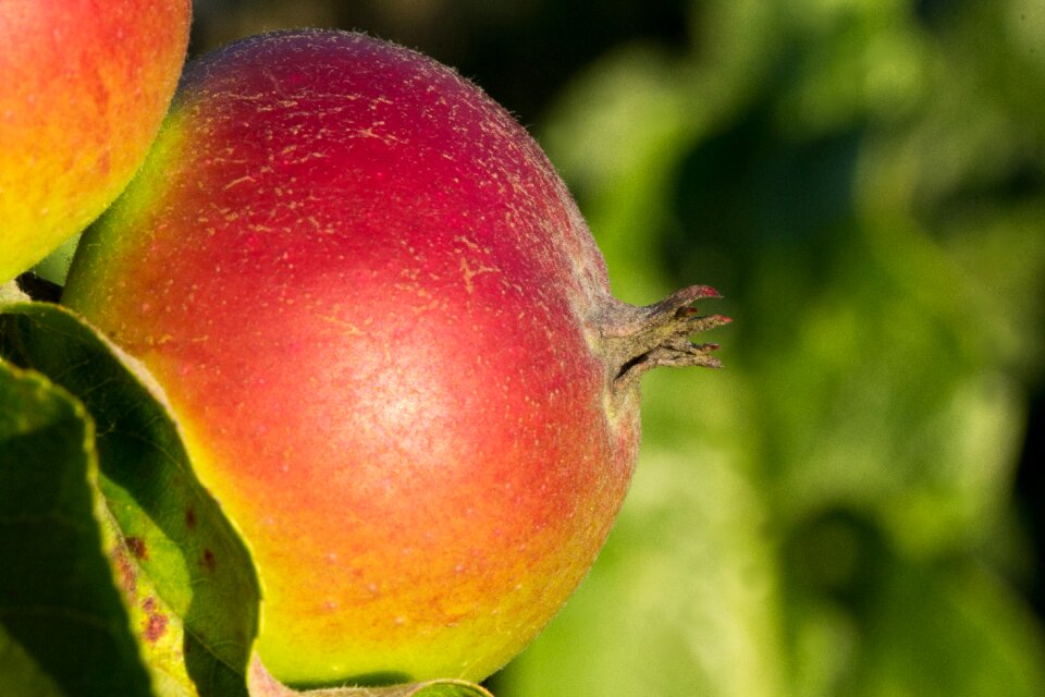 Close up fruit fruits
