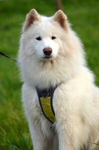 Snow dog pets fur photo