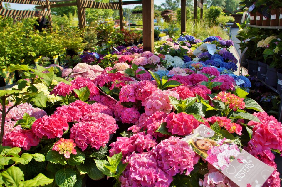 Flowers garden plant