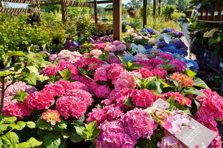 Flowers garden plant